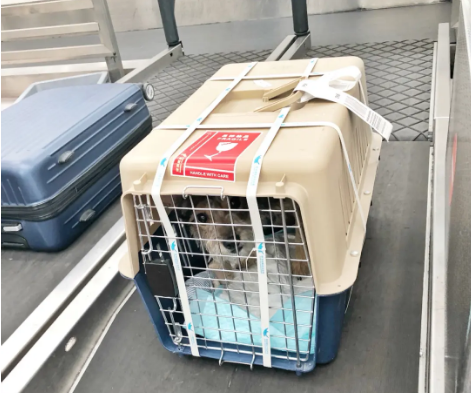 海南宠物托运 宠物托运公司 机场宠物托运 宠物空运